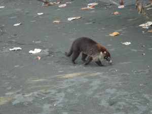 Coati