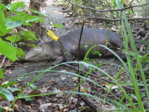 Tapir